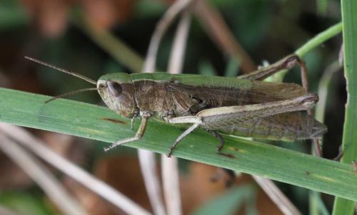 Réf. 193 995 : Chorthippus dorsatus dorsatus